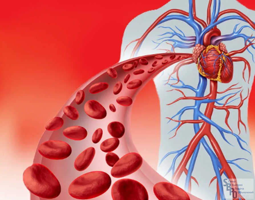 Циркуляция крови. Кровообращение человека. Сердечно-сосудистая система артерии. Движение крови по телу. Улучшится кровообращение