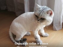 Стрижка собак и кошек на дому