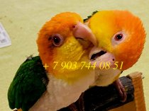 Рыжеголовый каик - птенцы