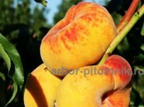 Саженцы персиков из питомника