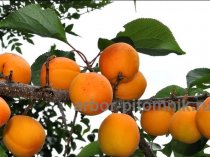 Саженцы абрикосов из питомника