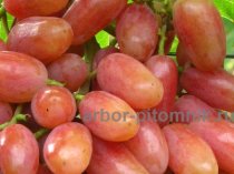 Саженцы винограда в горшках