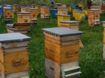 Готовый состав для обработки пчели