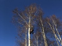 Удаление деревьев любой сложности