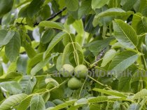 Саженцы деревьев грецкого ореха