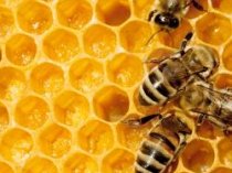Городские пчелы – городской мед